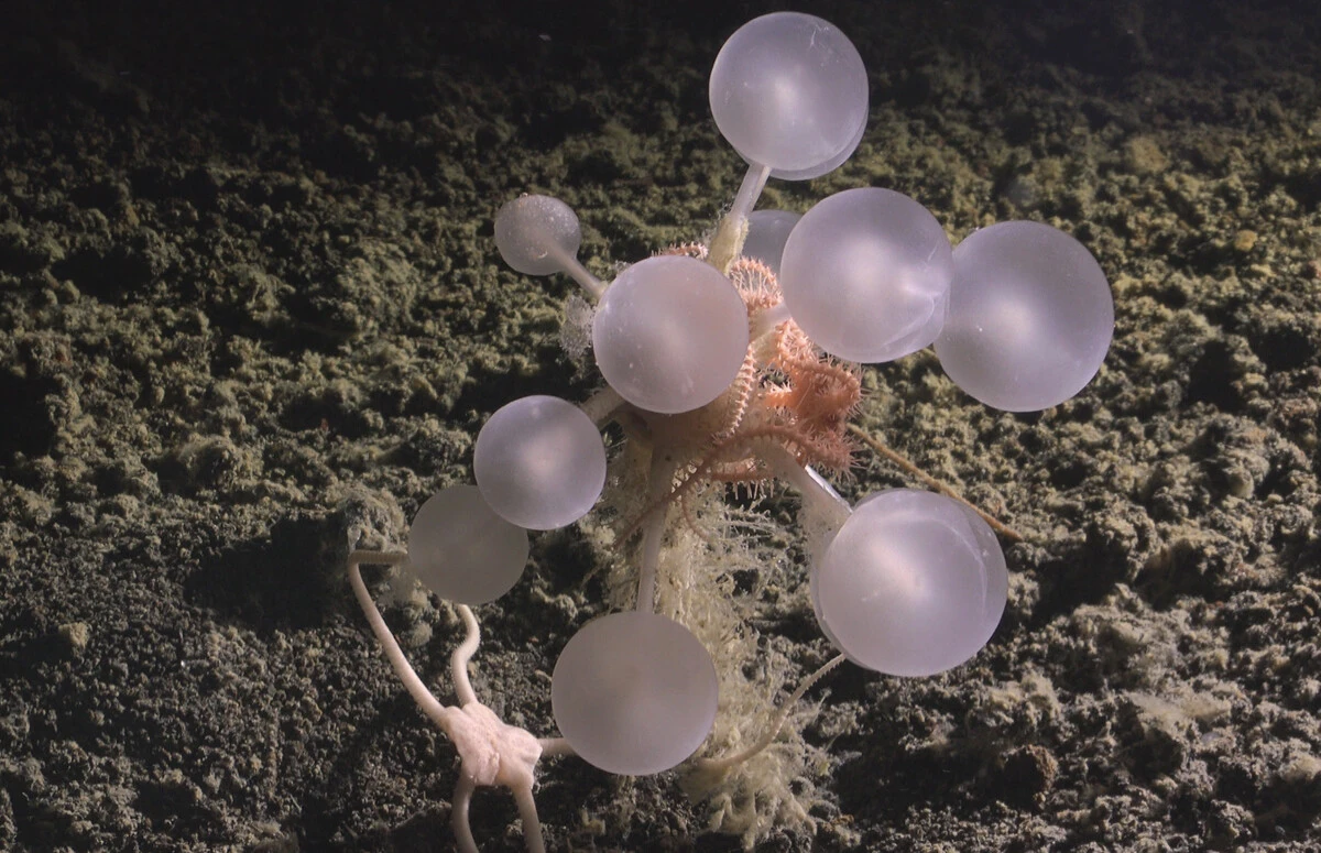 「デスボール」「ギターシャーク」「ヤイバシロウリガイ」......。これが未知の深海生物だ!